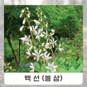 (씨앗나라) 한방에서 산삼만큼 백선 (봉삼) 20립