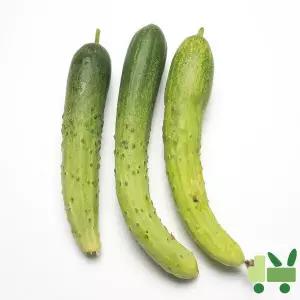 백다다기 오이 10Kg (보통)