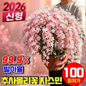 {2026 태국신형} 태국 수입 수선 재스민 늘어지는 자스민 씨앗 3배 진한천연 꽃향기 추사몰리꽃 자스민 매