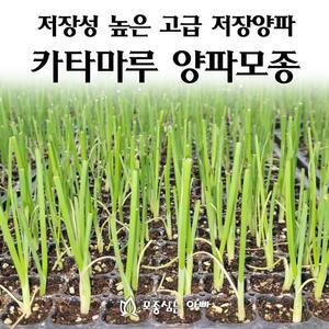 [모종심는아빠] 저장상이 좋은 카타마루양파 모종250개 이상