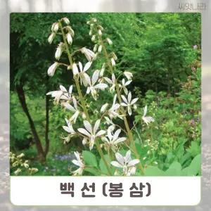 (씨앗나라) 한방에서 산삼만큼 백선 (봉삼) 5립야생화키우기 씨앗 파종 모종