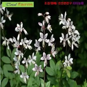 씨앗나라) 한방에서 산삼만큼 백선 (봉삼) 5립야생화키우기 씨앗 파종 모종