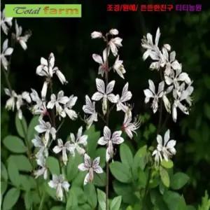 씨앗 한방에서 산삼만큼 백선 봉삼 5립