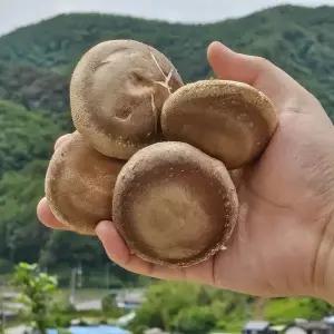 [NS홈쇼핑]친환경 국산 청양 생 표고버섯 2kg 알뜰형[35548386]