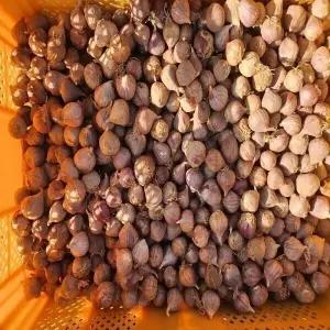 의성마늘 주아통마늘 2번 씨마늘종자용 1kg 약 250-300개 8593583