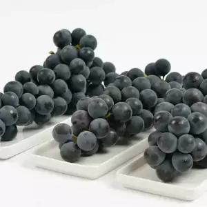 국내산 김천 캠벨포도 상품 2kg 6-10수 내외