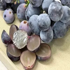 18브릭스 보장 남원 고당도 씨없는 충랑포도 1.5kg