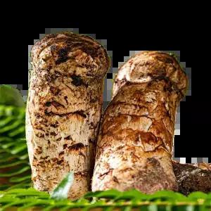 2026년 자연산 송이버섯 자연 송이 250g
