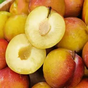 옥이네청과 햇 자두 추희 5kg 중대과 개당 100-120g 내외 8609596