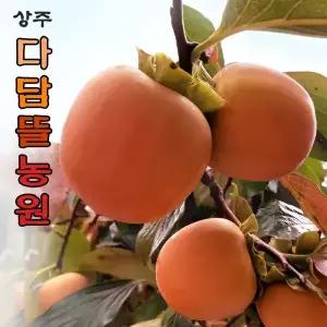 상주곶감/ 특대과-12kg (특등품:180g~220g) 대봉감/곶감용감/홍시용감/단감//감걸이 추가주문 (10월12일 발송시작)