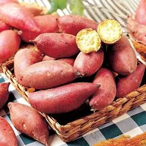 팜투맘 26년 햇밤고구마 10kg(한입) - 30~50g 8611189