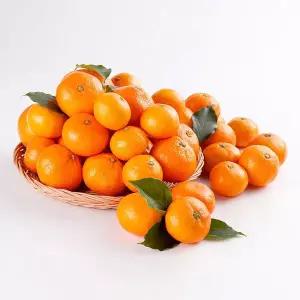 고당도 감귤 5KG 랜덤과 (2S ~ M) 유라조생 햇귤