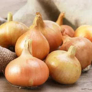 단단하고 아삭한 국내산 햇 양파 10kg 소 (장아찌용)