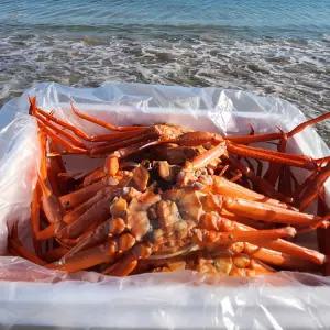 금어기해제 영덕 속이 꽉 찬 자숙홍게 3kg(12미 내외, 수율 80%)