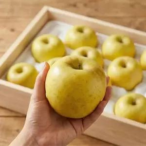 국내산 시나노골드 사과 아삭 달콤 노란 사과 5kg (21-26과/중과/가정용)
