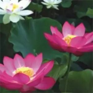연꽃 종자 다년생 키우기 수생 연꽃 씨앗 식물 재배 연못 야생화 가꾸기 베란다 가드닝 여름 수변 개화