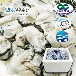 [믿고 먹는][일구수산]싱싱한 통영 생굴 중 2kg / 당일작업 /산지/굴수하식수협38번중도매인