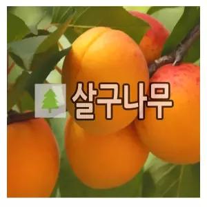 살구나무 묘목 하코트 3년생 결실주