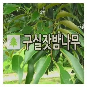 구실잣밤나무 묘목 실생1년 5개