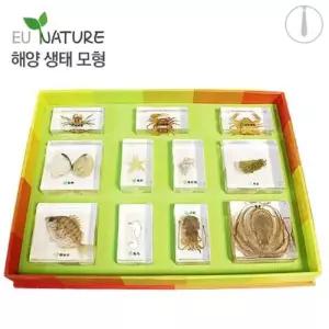 [RGPM7319]자연관찰교구 해양생태모형 장난감교구