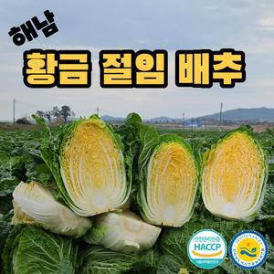 국내산 해남 황금 절임 배추 10kg 20kg 항암배추 날짜지정 김장준비 준고랭지 절인
