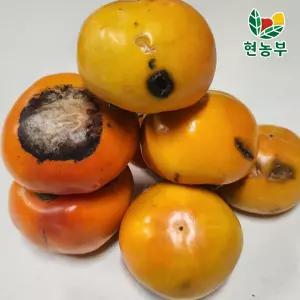 [일 30박스 한정] 경남 햇 단감 1/3이상 흠과 랜덤혼합