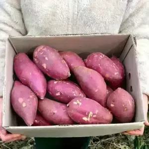 [최종 26,640원] [품질보장] 26년 햇 세척 해남 베니하루카 고구마 10kg (대)