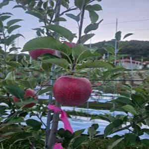 감홍 5kg 가정용 선물용