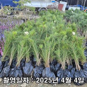 [나무생각]착한가격 나무생각 / 소나무(적송) / 실생2년 / 연결 포트
