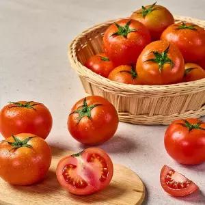 국내산 GAP 유럽종 완숙토마토 5kg 못난이(혼합과)
