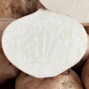 아삭아삭 생 히카마 5kg 10kg 멕시코 감자 히까마 얌빈