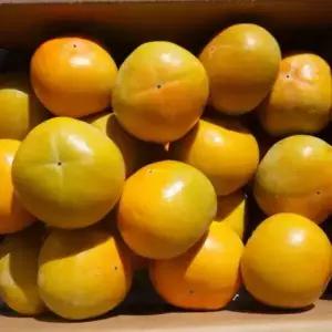 [품질보장] 26년 첫수확! 달콤아삭 부유단감 5kg 대과 (20과)