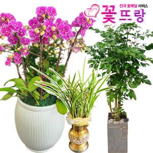 꽃뜨랑 고급동서양란 화분 호접란 개업화분 전국당일꽃배달