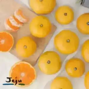 새콤달콤 제주 귤2L.대과 10kg(포장재무게포함)