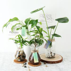 갑조네 관엽식물 수경재배 diy 세트 테이블야자 아레카야자 몬스테라 극락조 스킨답서스 스파티필름
