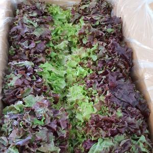 강원도 삽당령 고랭지 노지재배 꽃상추 적상추 4kg 쌈채소