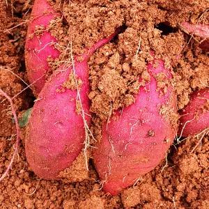 26년 해남 황토 햇 호박고구마 3kg 5kg / 호풍미 땅끝해남 산지발송