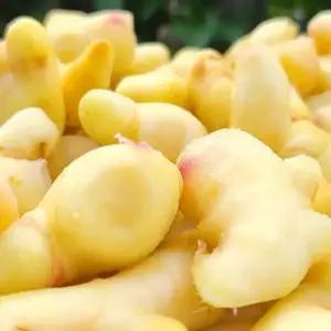 기계로 깐생강 5kg 국내산 햇 생강 세척 진공포장