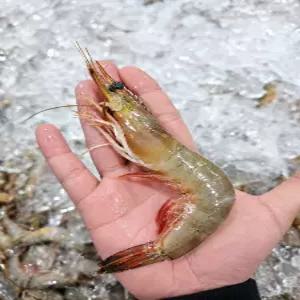 국내산 생물 대하 새우 1kg 25미 내외 자연산 제철 별미 버터 소금 구이 찜 튀김 캠핑 감바스
