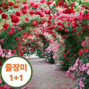 줄장미 1 플러스 +1 사계덩굴장미 나무 묘목 꽃나무 울타리 묘목 2주