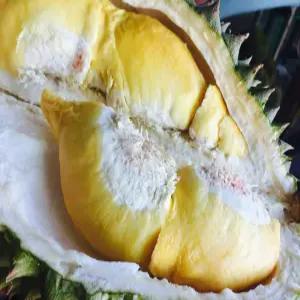 프리이엄 냉동 손질두리안 필리핀 바기오 직수입 400g