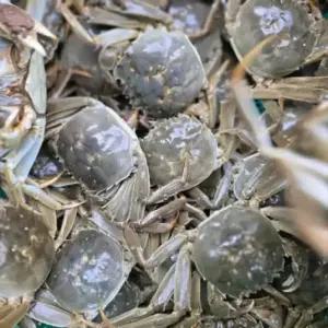 살아있는 자연산 참게 1kg (암게,숫게 혼합) 매운탕 양념 서비스