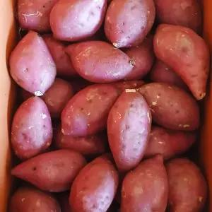 모양도 맛도 예쁜 26년 햇 호박고구마_10kg(소/한입사이즈)
