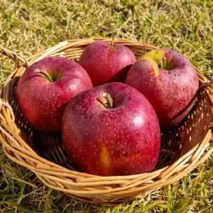 안동 꿀 감홍 사과 (정품) 5kg / 12-16과 (대과) 푸름온다