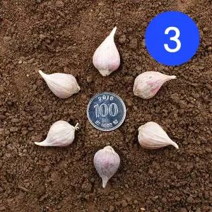 26년산 의성마늘 종자 씨 주아통마늘 3번 1kg (대략450~500개)
