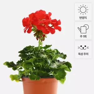 제라늄 소형 야생화 꽃모종 실내공기정화 반려식물