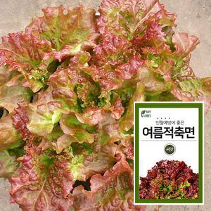 마이플랜트 여름 뚝섬 적축면상추 채소 재배 씨앗 베란다 텃밭 가꾸기