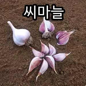 26년산 의성마늘 토종 한지형 종자 씨마늘 중소품 1kg (대략 36개내외)