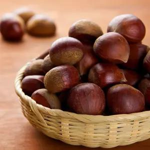 부여 , 공주 등 국내산 햇밤 2kg~5kg