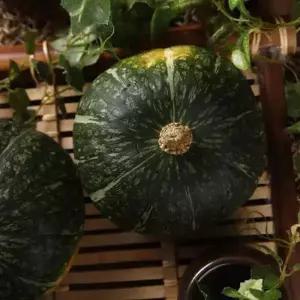 [햇살조은]산 햇 단호박 10kg